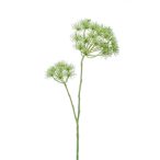 Heracleum ág x2 95cm - Halványzöld