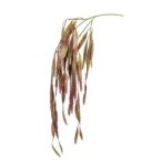 Rhipsalis ág 80cm - Burgundy