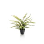 Boston páfrány 55cm (fekete műanyag cserépben)