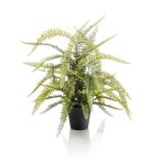 Boston fern 70cm (műanyag cserépben)