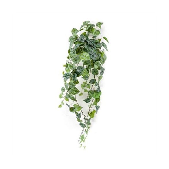 Scindapsus pictus hanging csüngő bokor 90cm – Zöld/szürke