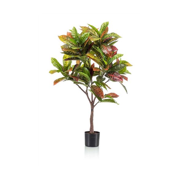 Croton fa 120cm/130lvs