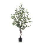 Eucalyptus fa 120cm