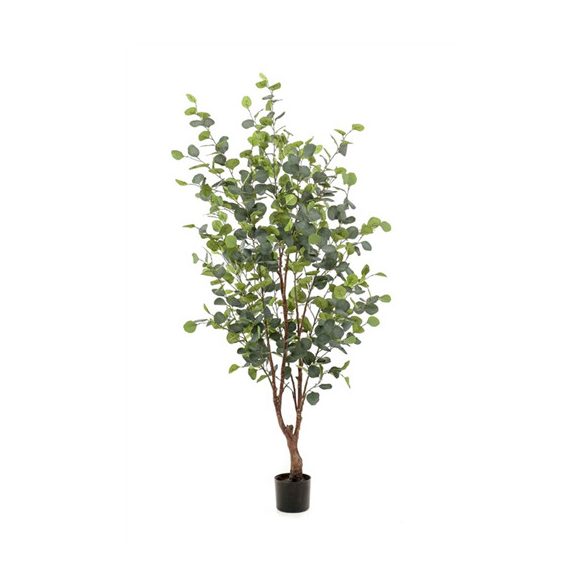 Eucalyptus fa 140cm