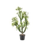 Euphorbia kaktusz 105cm (cserépben)