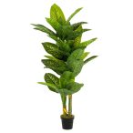 Dieffenbachia plant x4 175cm