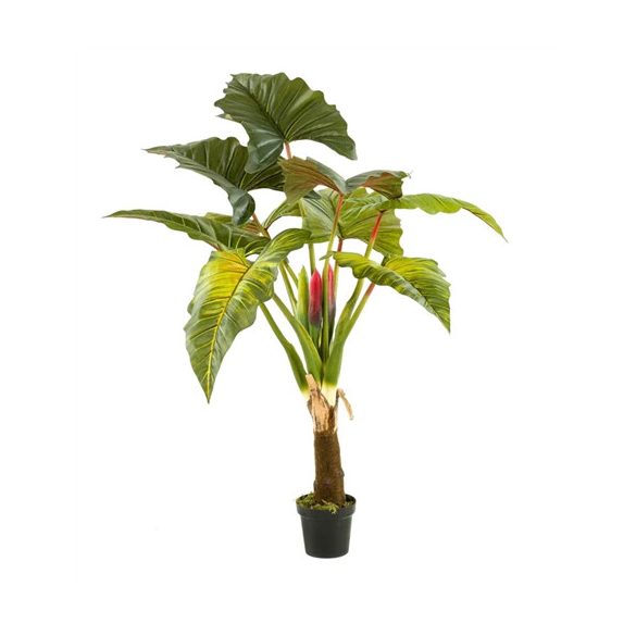 Colocasia tree 160cm (műanyag cserépben)