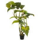 Colocasia tree 175cm  (műanyag cserépben)