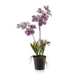   Vanda orchidea x3 60cm - Sötét mályvaszínű (műanyag cserépben)
