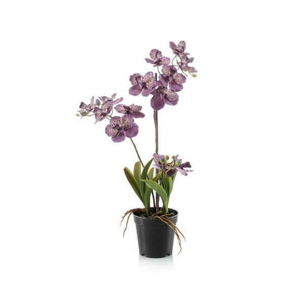 Vanda orchidea x3 60cm - Sötét mályvaszínű (műanyag cserépben)