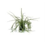 Epiphyllum nagy 50cm (műanyag cserépben)