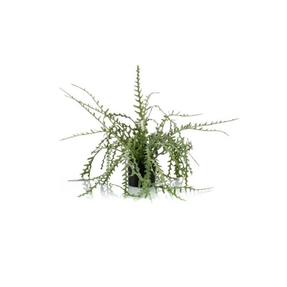 Epiphyllum nagy 50cm (műanyag cserépben)