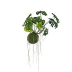 Monstera moss ball hanging 60cm