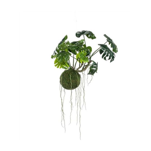 Monstera moss ball hanging 80cm
