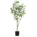 Eucalyptus globulus tree 115cm