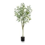 Eucalyptus globulus tree 150cm