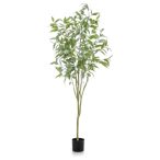 Eucalyptus globulus tree 195cm