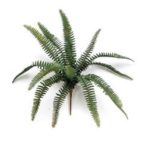 Fern mini bush lt 32 cm - Zöld