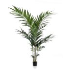 Kentia pálma 150cm (műanyag cserépben)