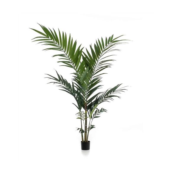 Kentia pálma 150cm (műanyag cserépben)