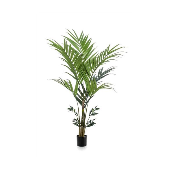 Kentia pálma 180cm (műanyag cserépben)