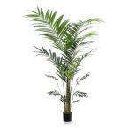 Kentia pálma 210cm (műanyag cserépben)