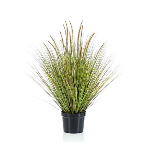 Pennisetum grass 99cm (műanyag cserépben)