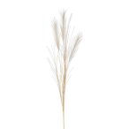 Pampafű x3 köteg - Krém