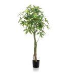 Pachira tree (Vadkakaó fa) 150cm (műanyag cserépben)