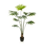   Palm livistona (legyezőpálma) 160cm/ 8 levél (műanyag cserépben)