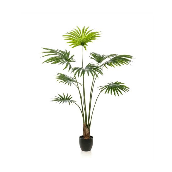 Palm livistona (legyezőpálma) 160cm/ 8 levél (műanyag cserépben)