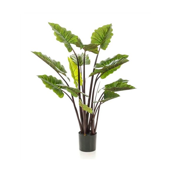 Colocasia 130cm / 14levél (műanyag cserépben)