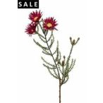 Pharnocoma spray 61cm - Fuchsia