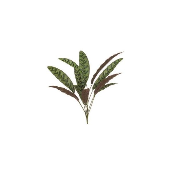 Calathea bokor 11 levél 70cm - Zöld/bordó