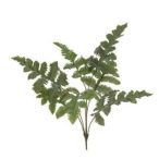 Phlebodium bush x7 65cm - Zöld