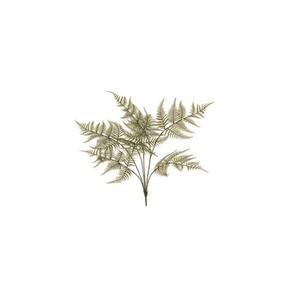 Páfrány kerti bokor x7, 65cm - Zöld