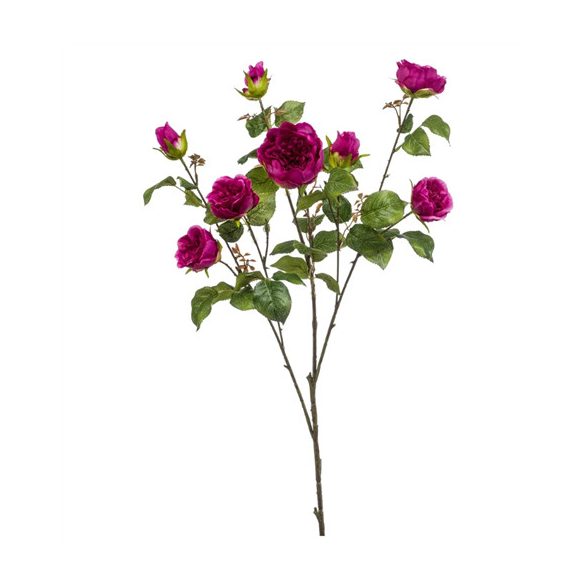 Rose London branch x3 110cm - Sötét lila
