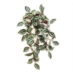 Tradescantia bokor 40cm - Zöld/bordó