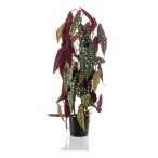 Begonia maculata 3 szár 75cm (műanyag cserépben)