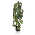 Anthurium 3 ág 75cm (műanyag cserépben)