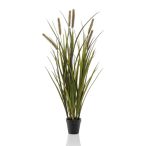 Grass cattails x6, 85cm (műanyag cserépben)