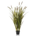 Grass foxtail x7 130cm (műanyag cserépben)
