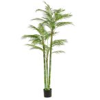 Areca palm 3x 195cm (műanyag cserépben)