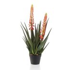 Aloe plant 2 virággal 80cm - Narancssárga