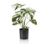 Monstera x9 40 cm (műanyag cserépben)