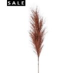 Pampas spray 100cm - Barna