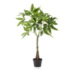 Pachira tree  (Vadkakaó fa) 90cm (műanyag cserépben)