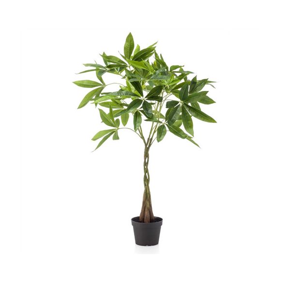 Pachira tree  (Vadkakaó fa) 90cm (műanyag cserépben)