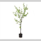 Tropaeolum speciosum 150cm  (műanyag cserépben)