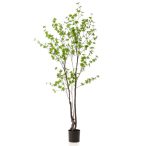 Tropaeolum speciosum X2 210cm (műanyag cserépben)